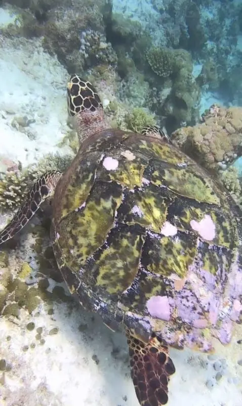 Tortue marine photographiée lors d'une plongée avec Balky Sub