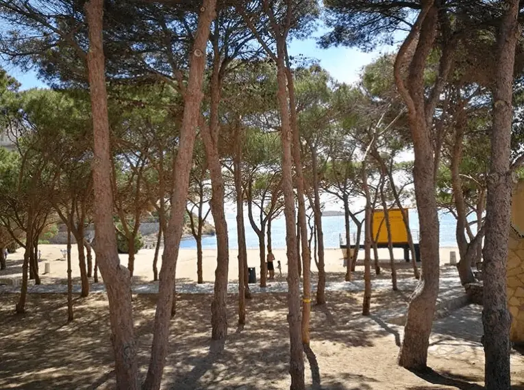 Pinienwald auf dem Sand der Cala del Pino