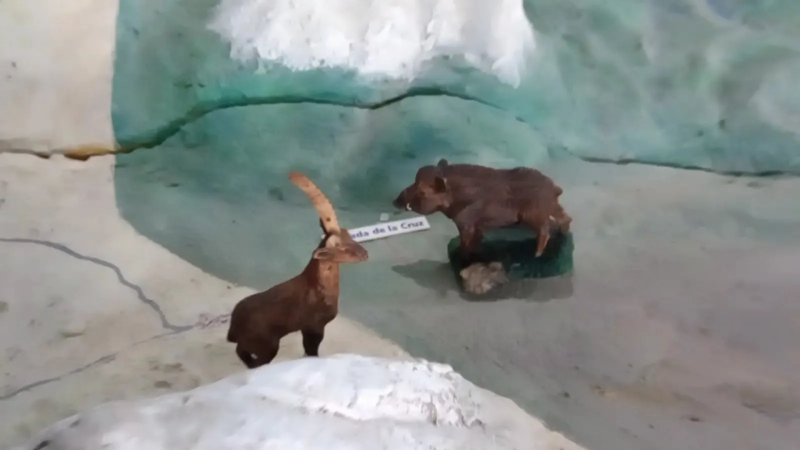 Diorama avec des figurines de bouquetins au Centro de Visitantes de Cabo de Palos