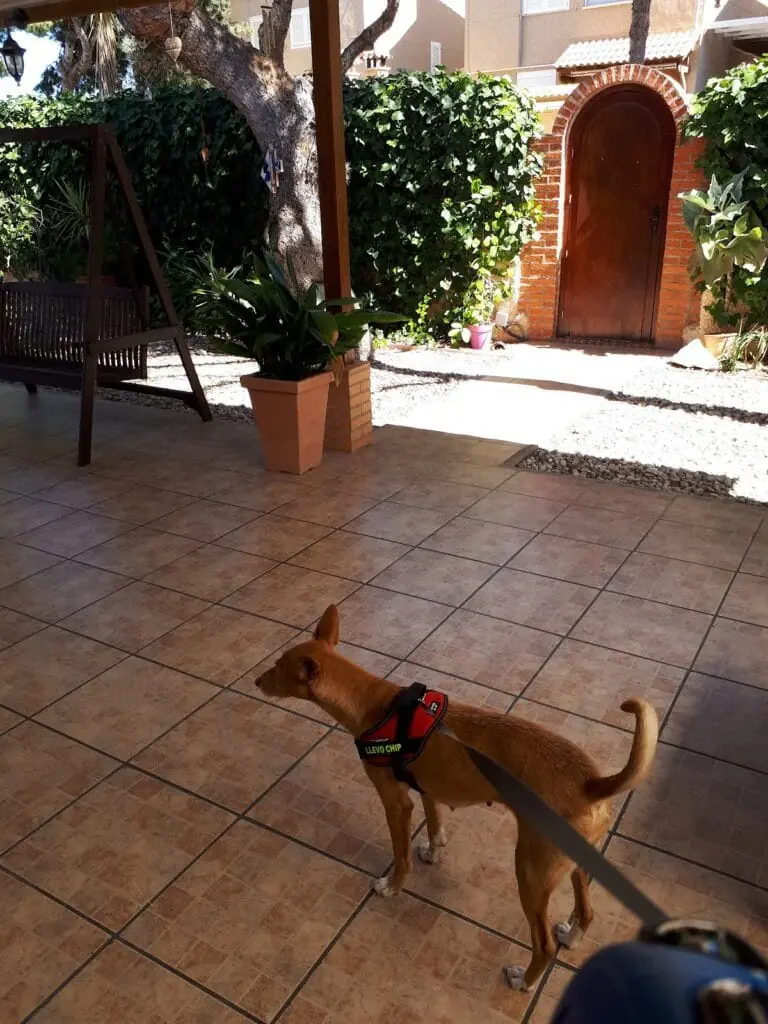 Cabinet de Clínica Veterinaria Cabopalos à Cabo de Palos