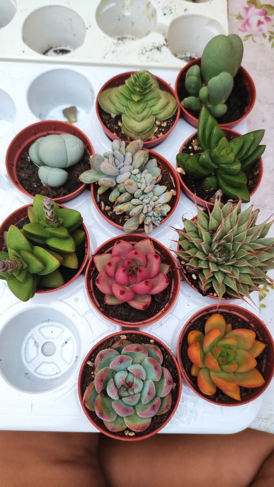 El vivero de Maruja – vivero y centro de jardinería en Cabo de Palos, imagen 3