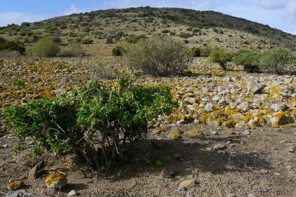 Scrub and lichen-covered stones on the slope of the Isla del Ciervo