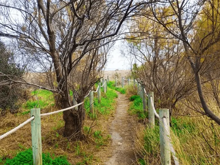 Path between trees and ropes in Las Amoladeras