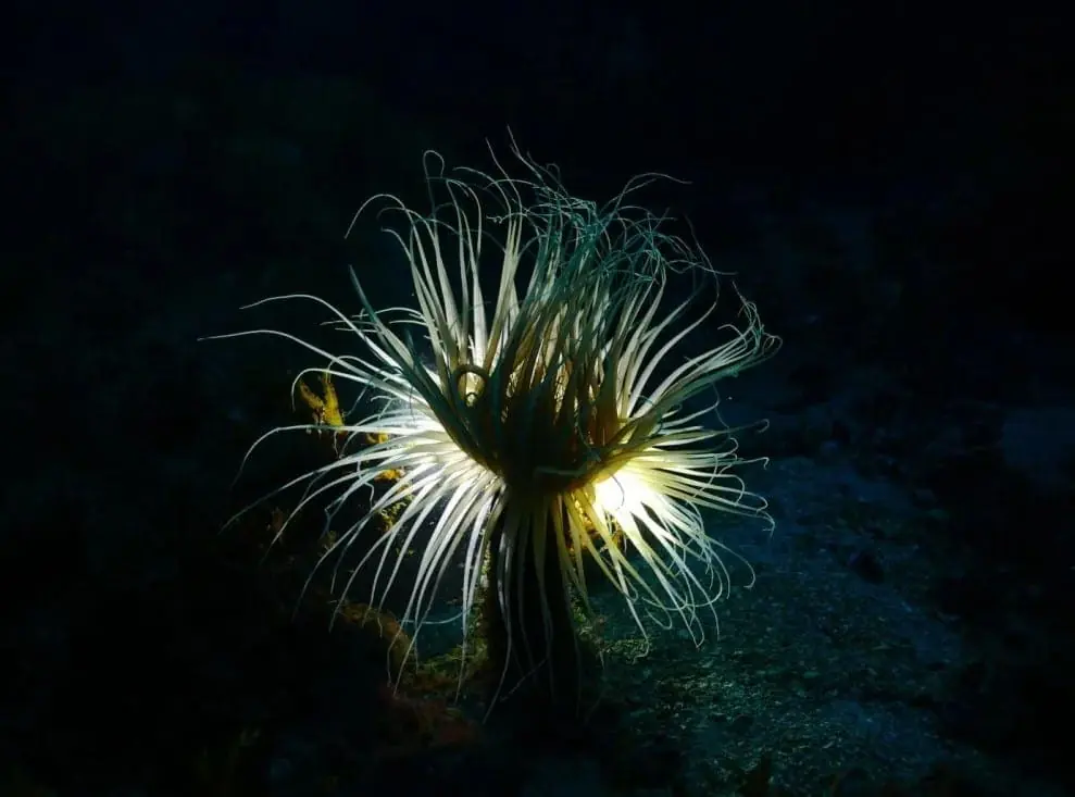 Exterior of the Mangamar Dive Center diving centre, Paseo Dimas Ortega