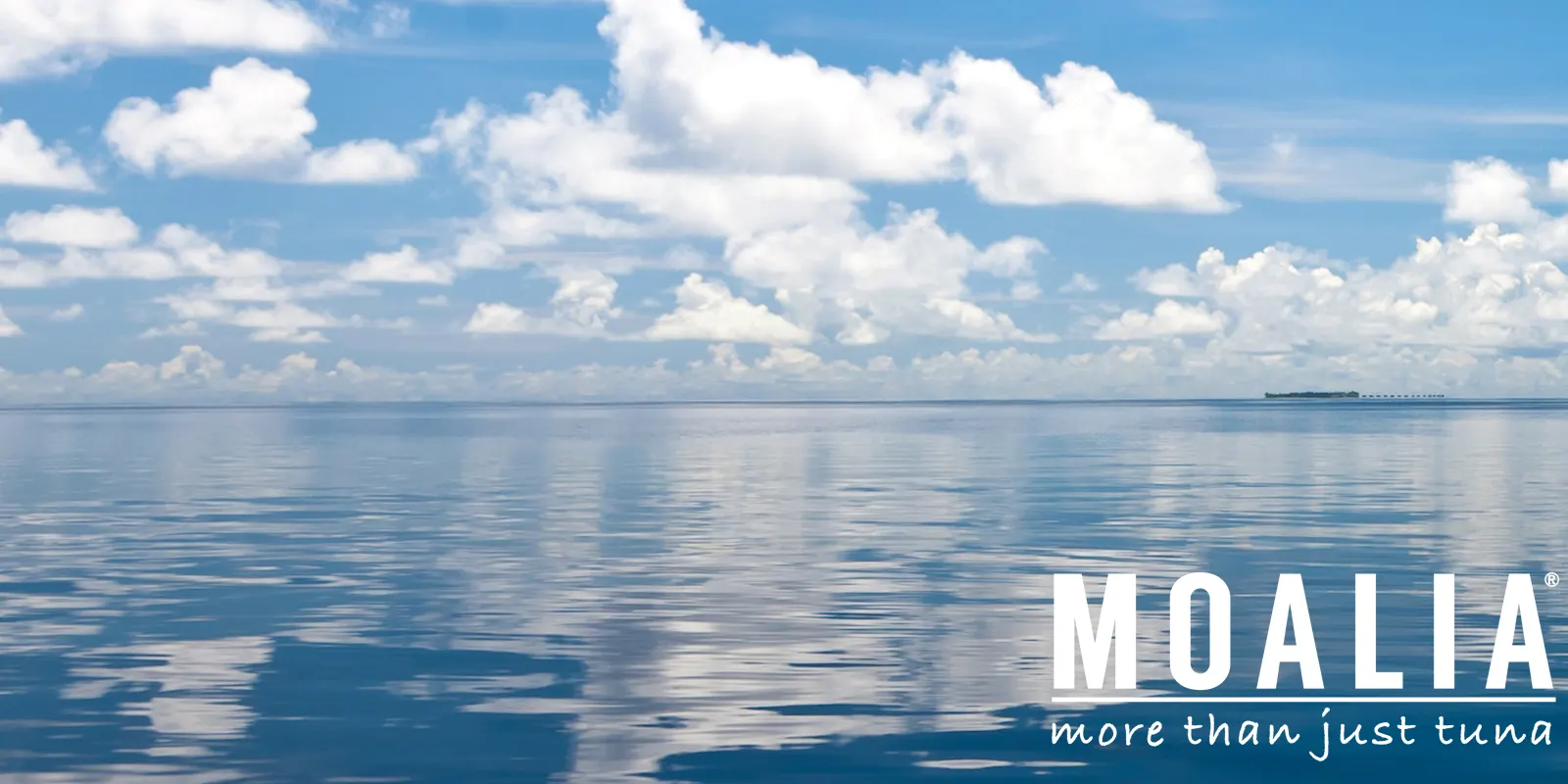 MOALIA – empresa de importación y venta de atún y pescado fresco en Cabo de Palos, imagen 3