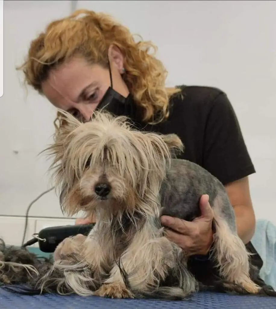 Hundefriseurin von Pelu2 beim Scheren eines Yorkshire Terriers