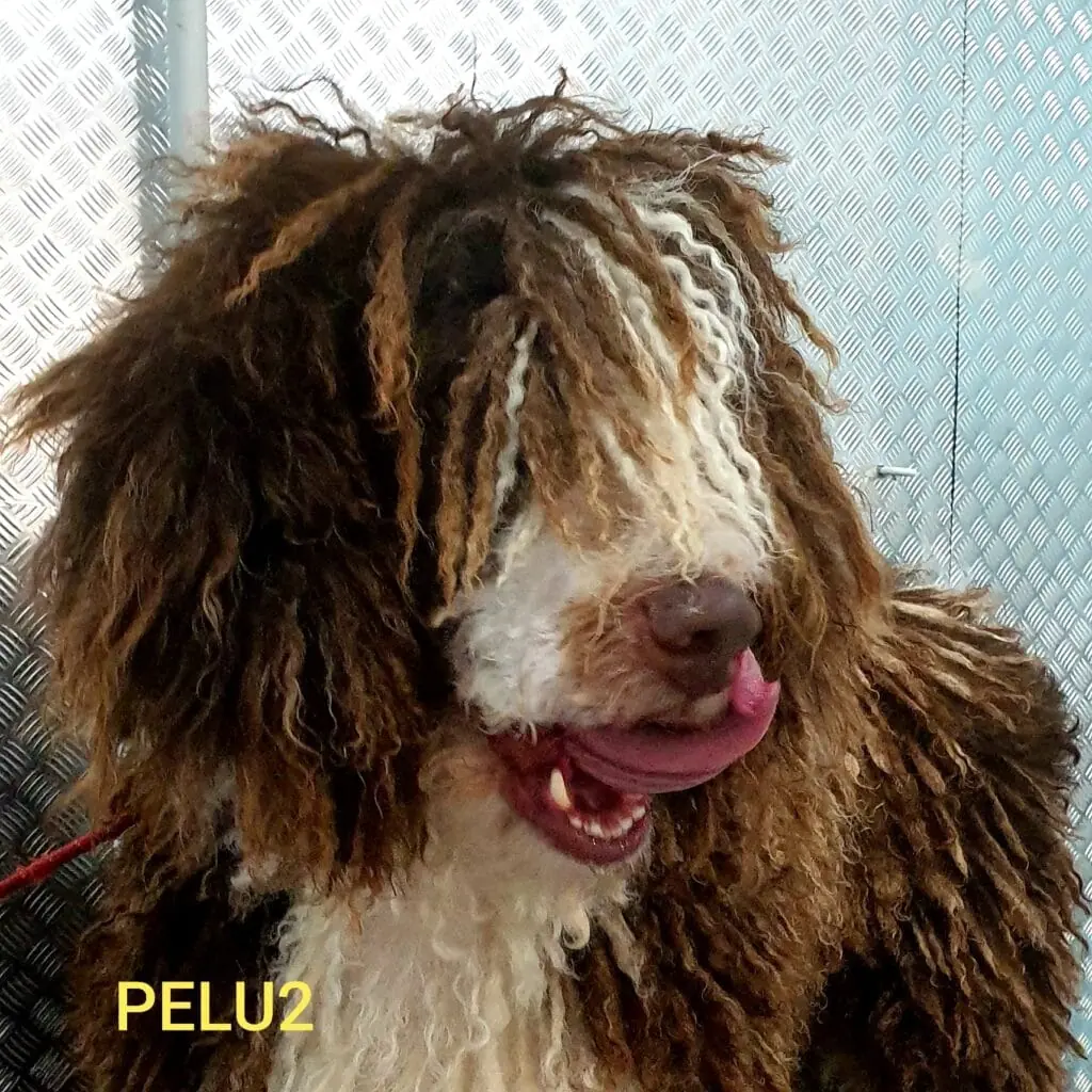 Hund mit langem, verfilztem Fell bei Pelu2, mit dem Logo des Geschäfts