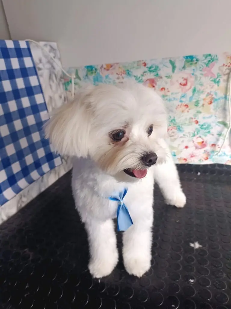 Maltese dog freshly groomed with a blue bow by Peluquería canina móvil Alejandro