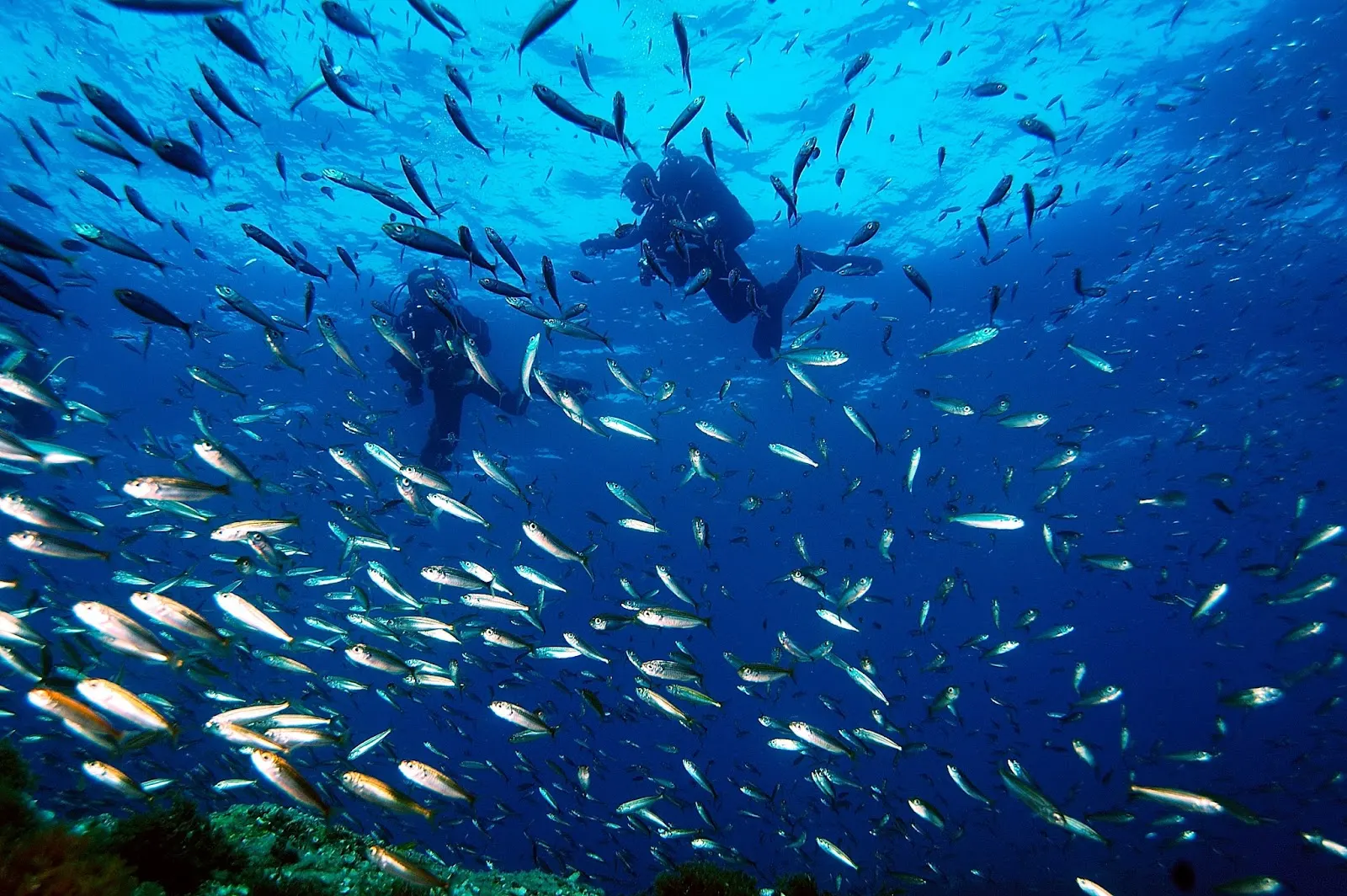 Diver surrounded by a shoal of fish in Cabo de Palos - Islas Hormigas