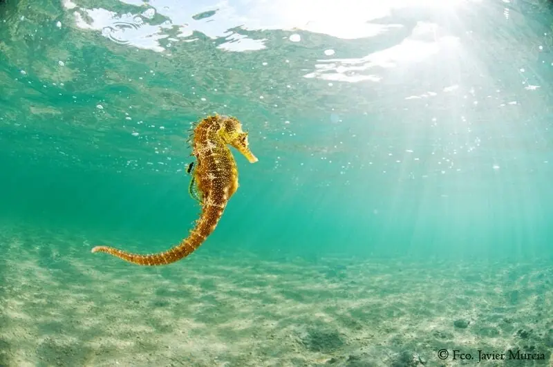 Seepferdchen, fotografiert bei einem Tauchgang von Posidonia Ecoturismo in den Gewässern von La Manga