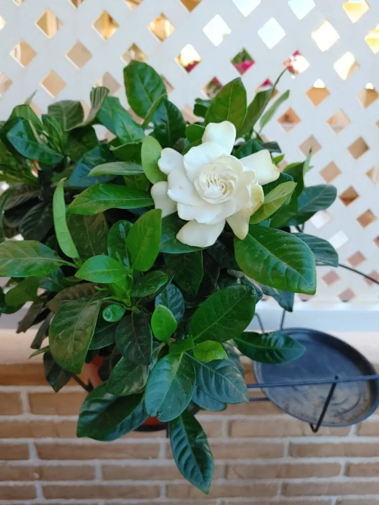 Fleurs de saison à la pépinière Divama, Los Belones