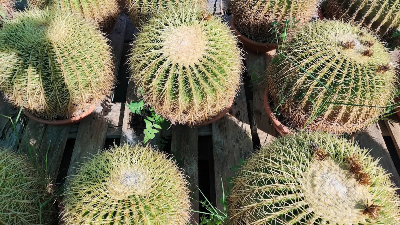 Intérieur de la pépinière Divama avec des plantes d'extérieur, Los Belones