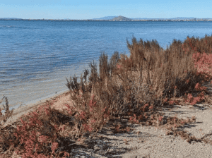 Ecosistema Salinero (Final de la Manga. Encañizadas) — Qué visitar en La Manga