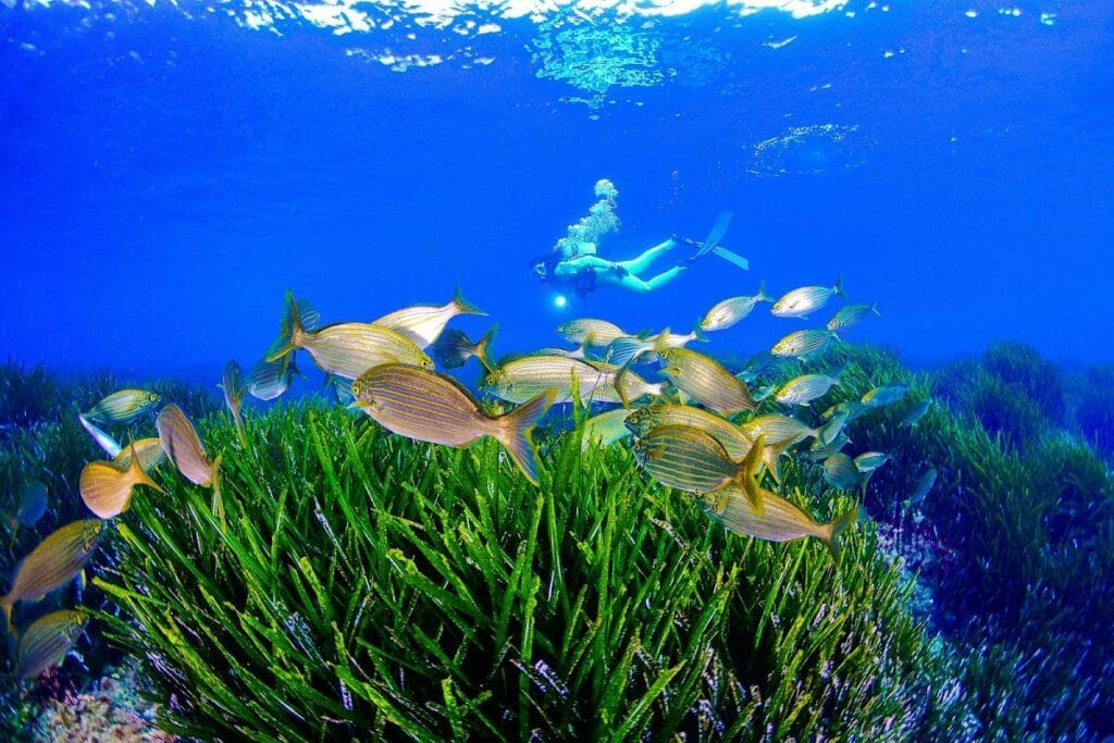 Adventure Divers & Activity Center — Escuela de buceo en La Manga Club
