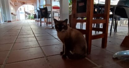 Cafetería Confitería La Deliciosa con pastelería, La Manga del Mar Menor