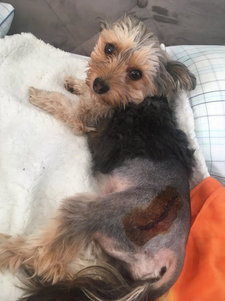 Centro Veterinario Cabomanga — Salud & Belleza en Cabo de Palos