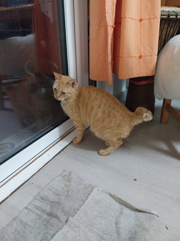 Centro Veterinario Cabomanga — Salud & Belleza en Cabo de Palos