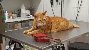 Clínica Veterinaria Cabopalos
