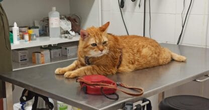 Clínica Veterinaria Cabopalos - Salud & Belleza en La Manga del Mar Menor