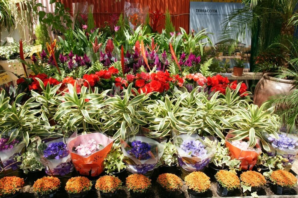 El vivero de Maruja — Comercios en La Manga Club