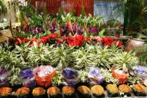 El vivero de Maruja