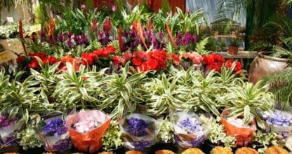 Exposición de plantas tropicales y flores de colores en El Vivero de Maruja, La Manga del Mar Menor