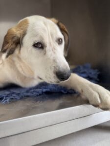 Granavet Cartagena, Clínica Veterinaria especializada en castraciónes
