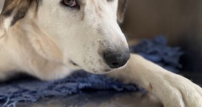 Granavet Cartagena, Clínica Veterinaria especializada en castraciónes - Salud & Belleza en La Manga del Mar Menor