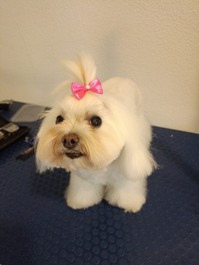 Peluquería canina movil Alejandro — Salud & Belleza en Cabo de Palos