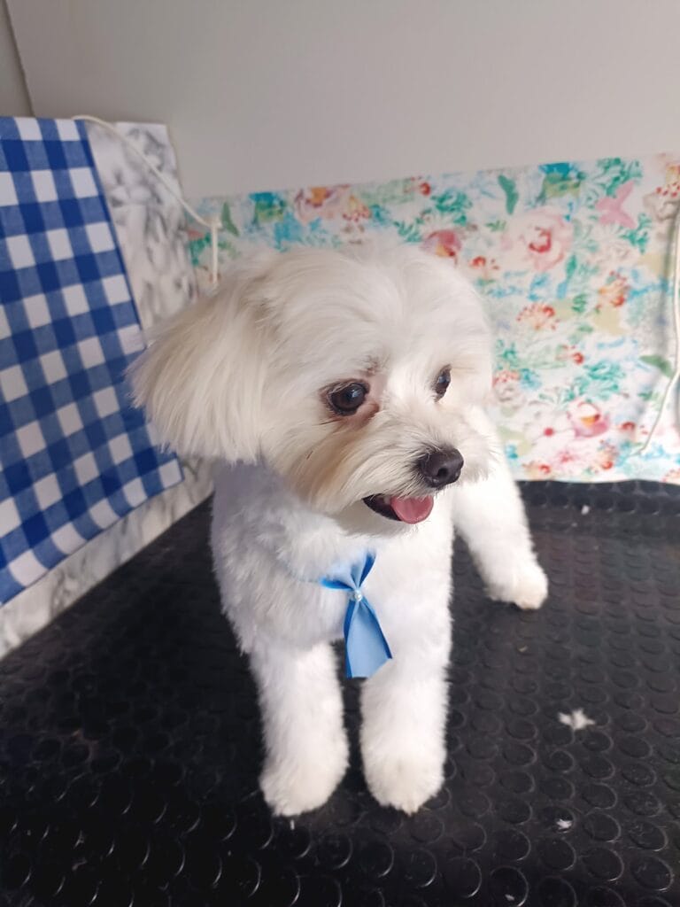 Peluquería canina movil Alejandro — Salud & Belleza en Cabo de Palos