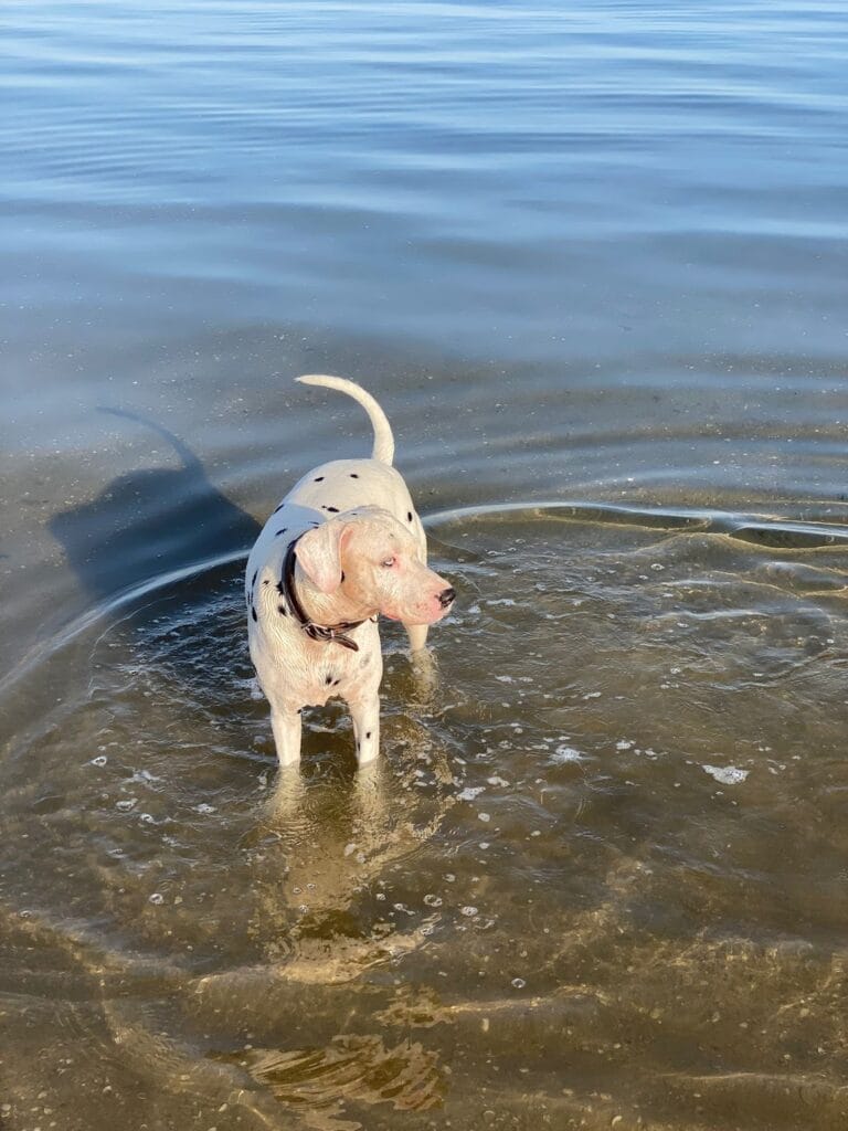 Playa canina de Playa Paraíso (La Manga) — Qué visitar en La Manga