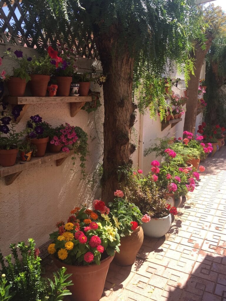 Pasillo con macetas de flores coloridas en estantes y suelo de ladrillo en Vivero Divama, La Manga del Mar Menor